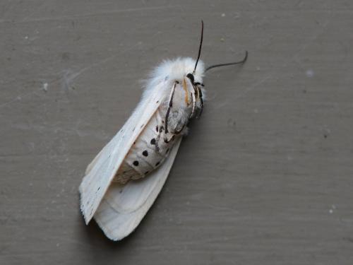 Réf. 281 776 : Spilosoma lubricipeda